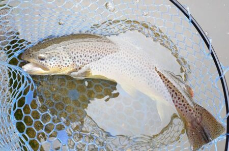 ラインブレイク多発 ～岡崎トラウトポンド～